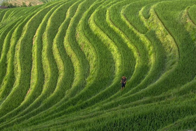 Un uomo al lavoro nelle risaie a terrazze a Longsheng