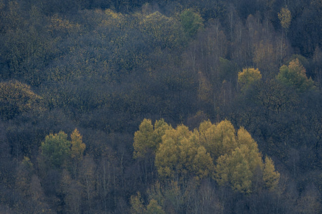 Un bosco della valle caminica in autunno