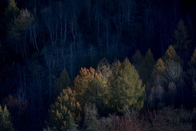 luci ed ombre su un bosco della Valle Camonica