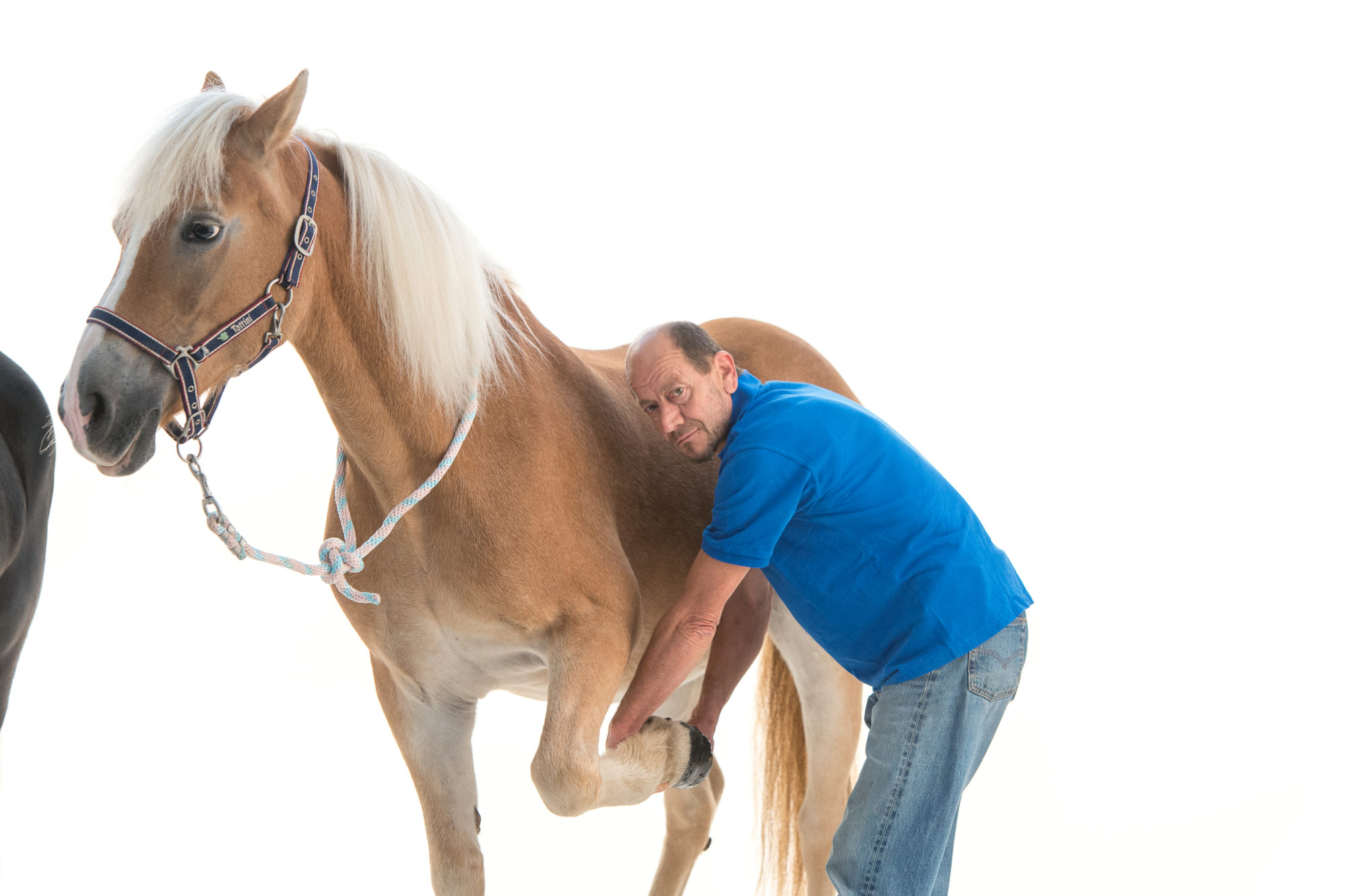 Foto di Volontario con cavallo