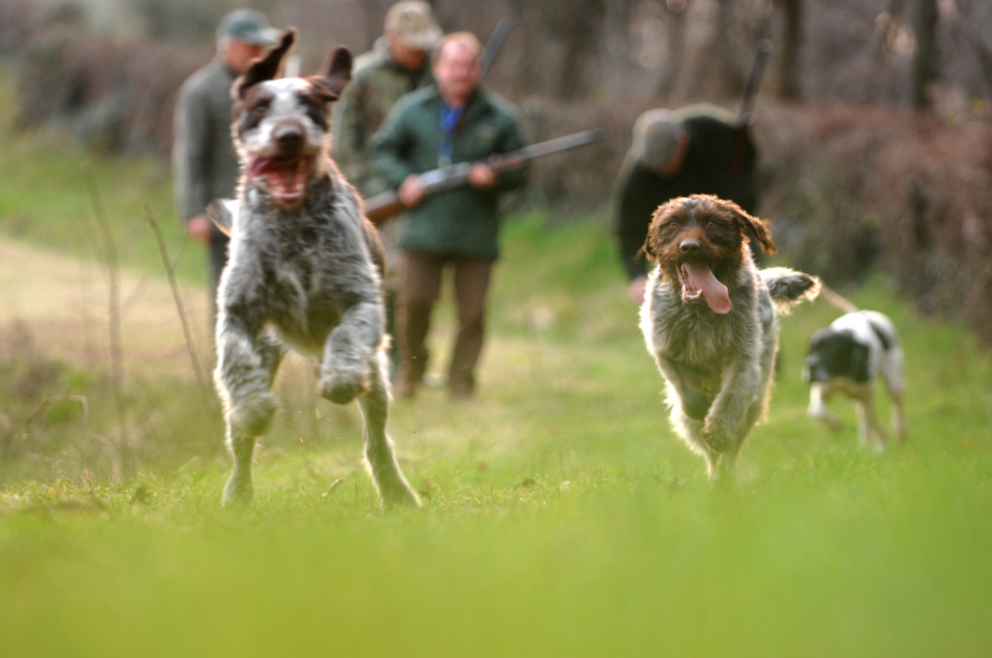 Foto di Cani da caccia che corrono