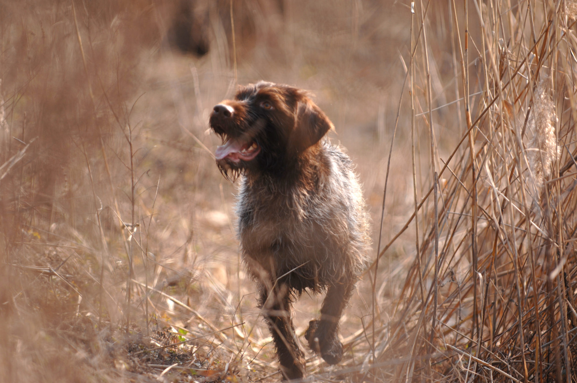 Foto di cane da caccia
