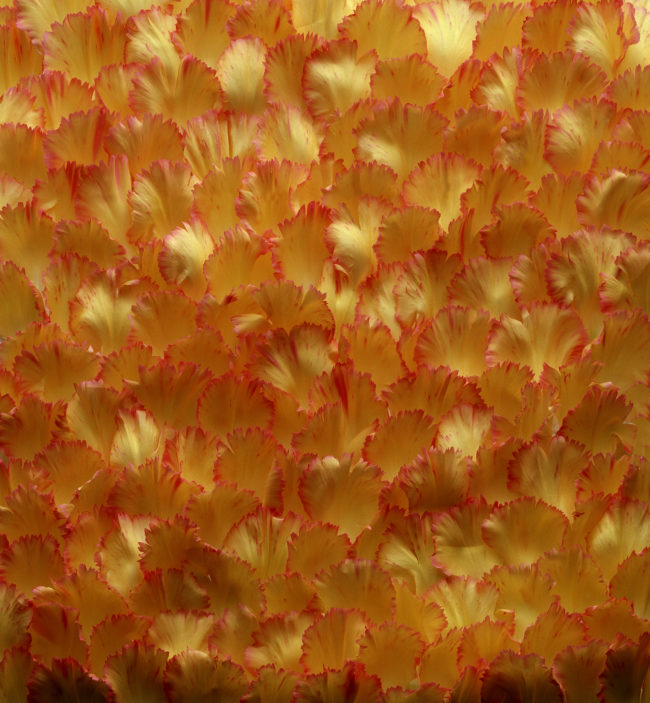 Petali giallo-arancione