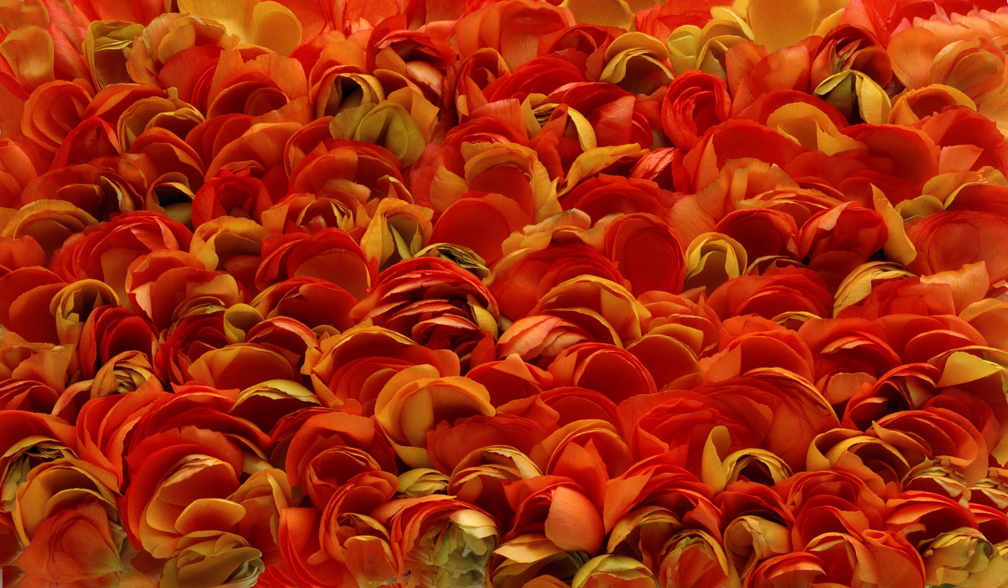 Foto di Petali giallo-arancione