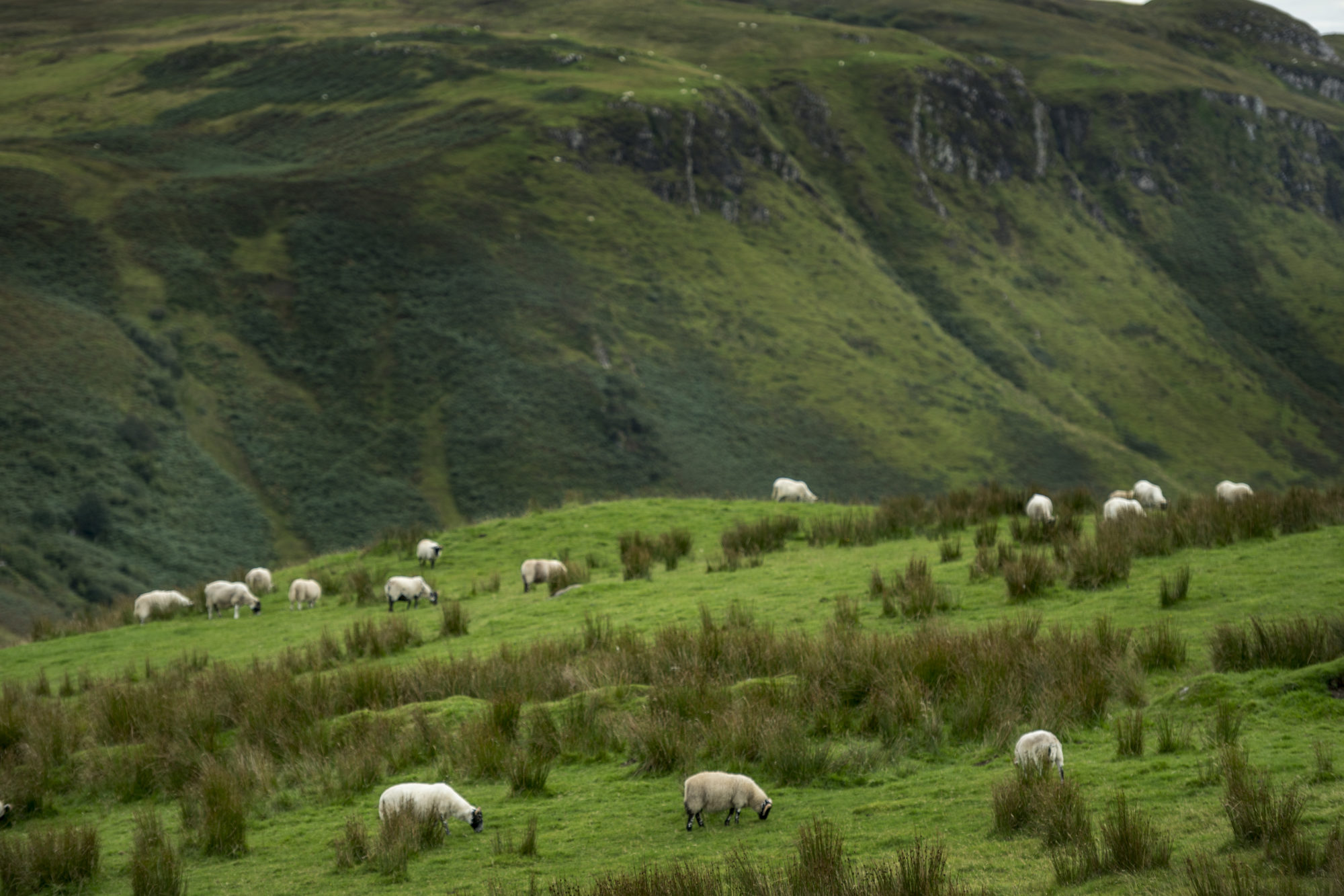 Foto di Pascolo di pecore Suffolk