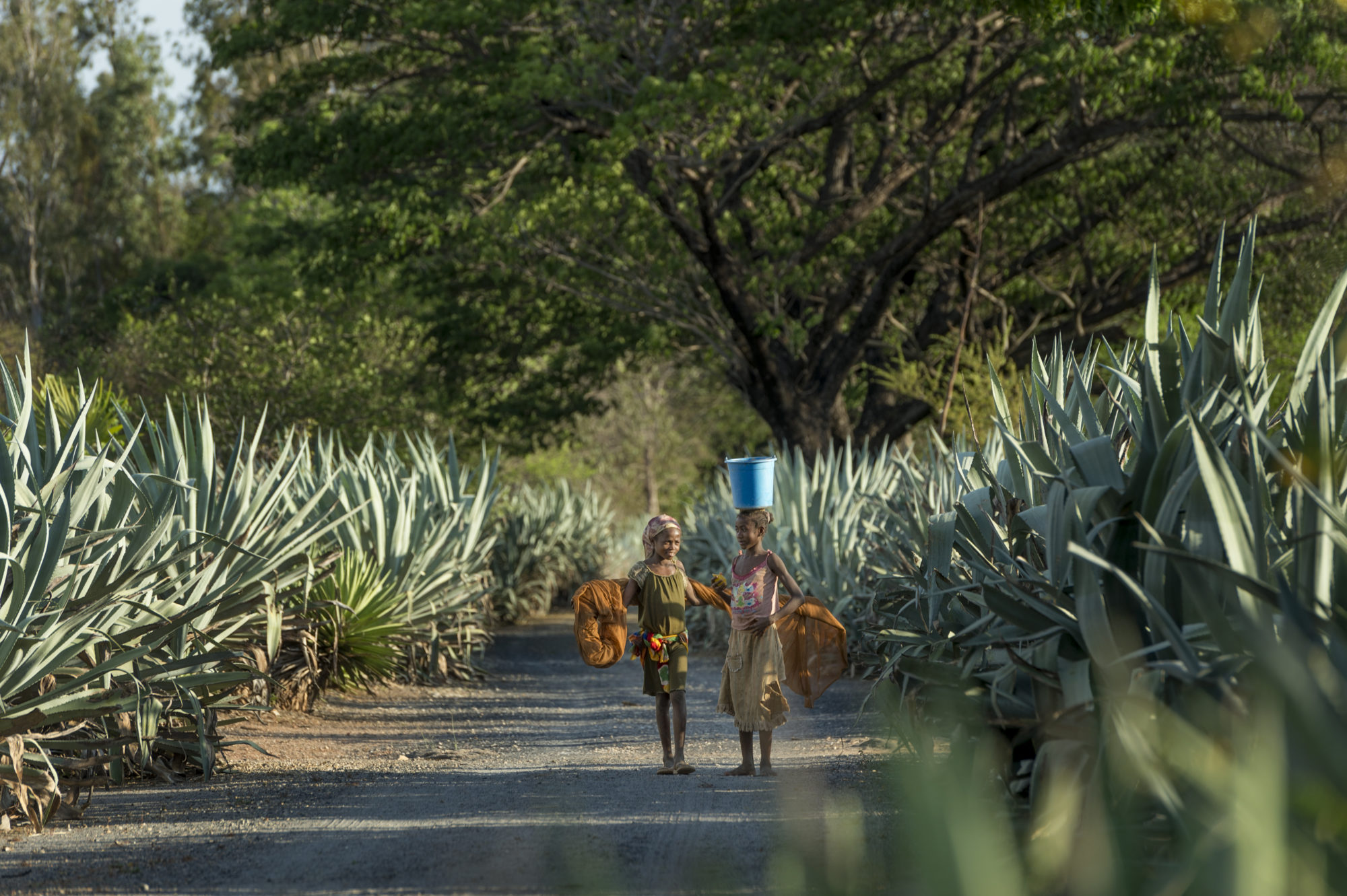 Foto di due bambine camminano su una strada bordata da agavi