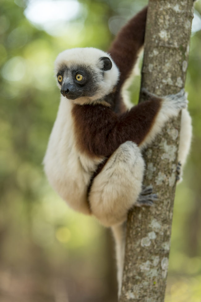 lemure arrampicato sul ramo di un albero
