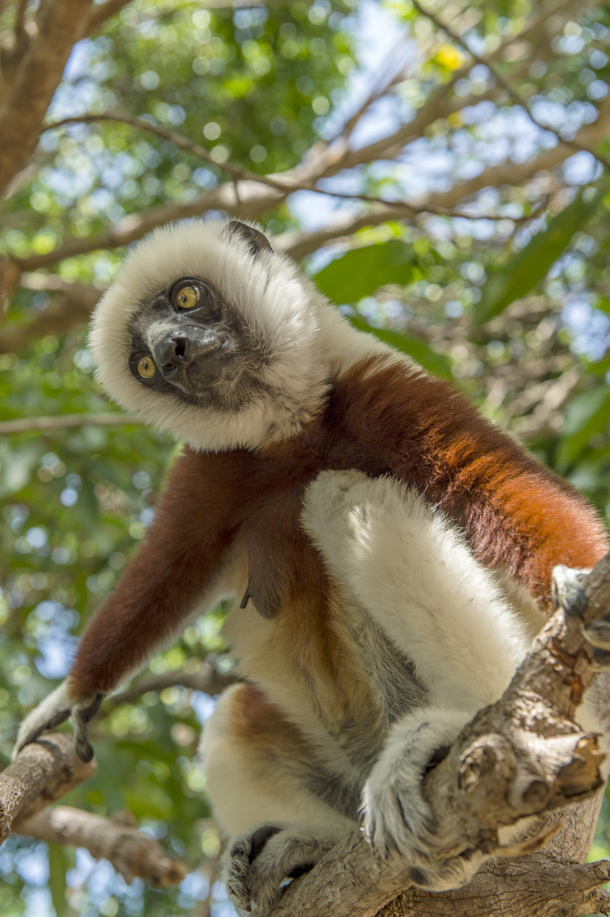 Foto di lemure arrampicato sul ramo di un albero