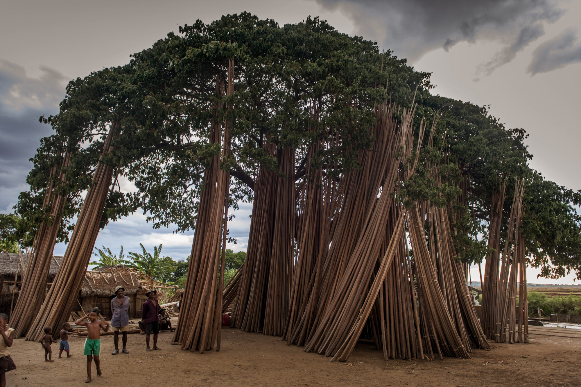 Foto di legname appoggiato su un albero di mango