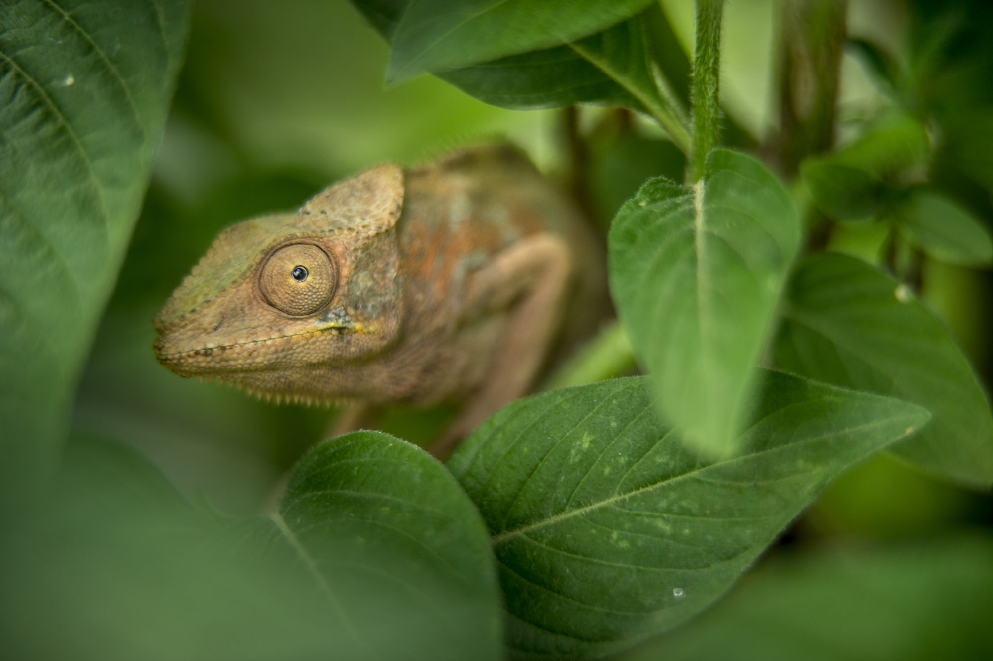 Foto di camaleonte nascosto tra le foglie