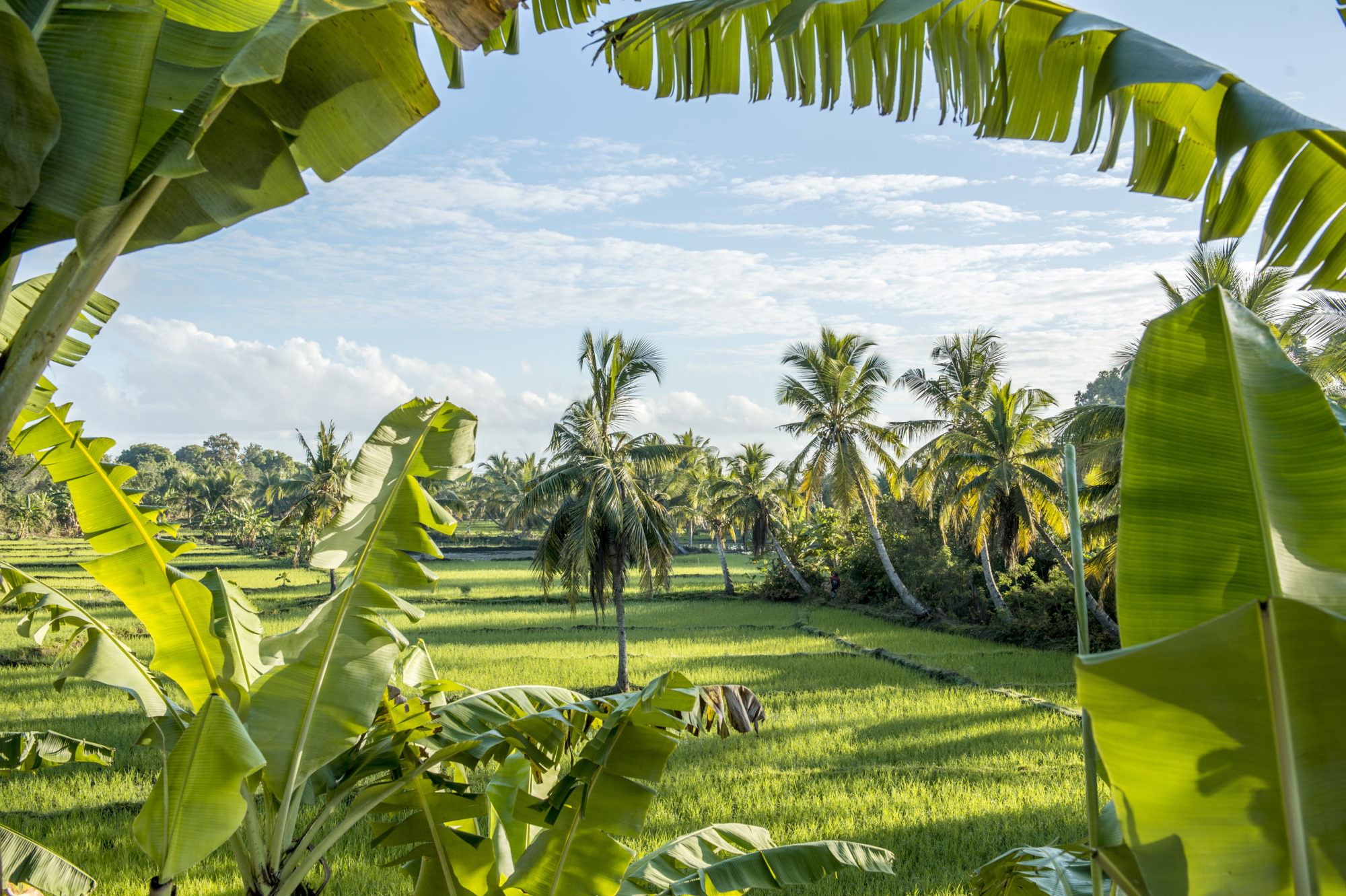 Foto di le palme fanno da cornice ad uno sfondo di risaie