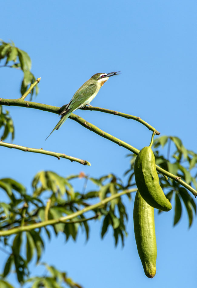 uccello sul ramo di un albero