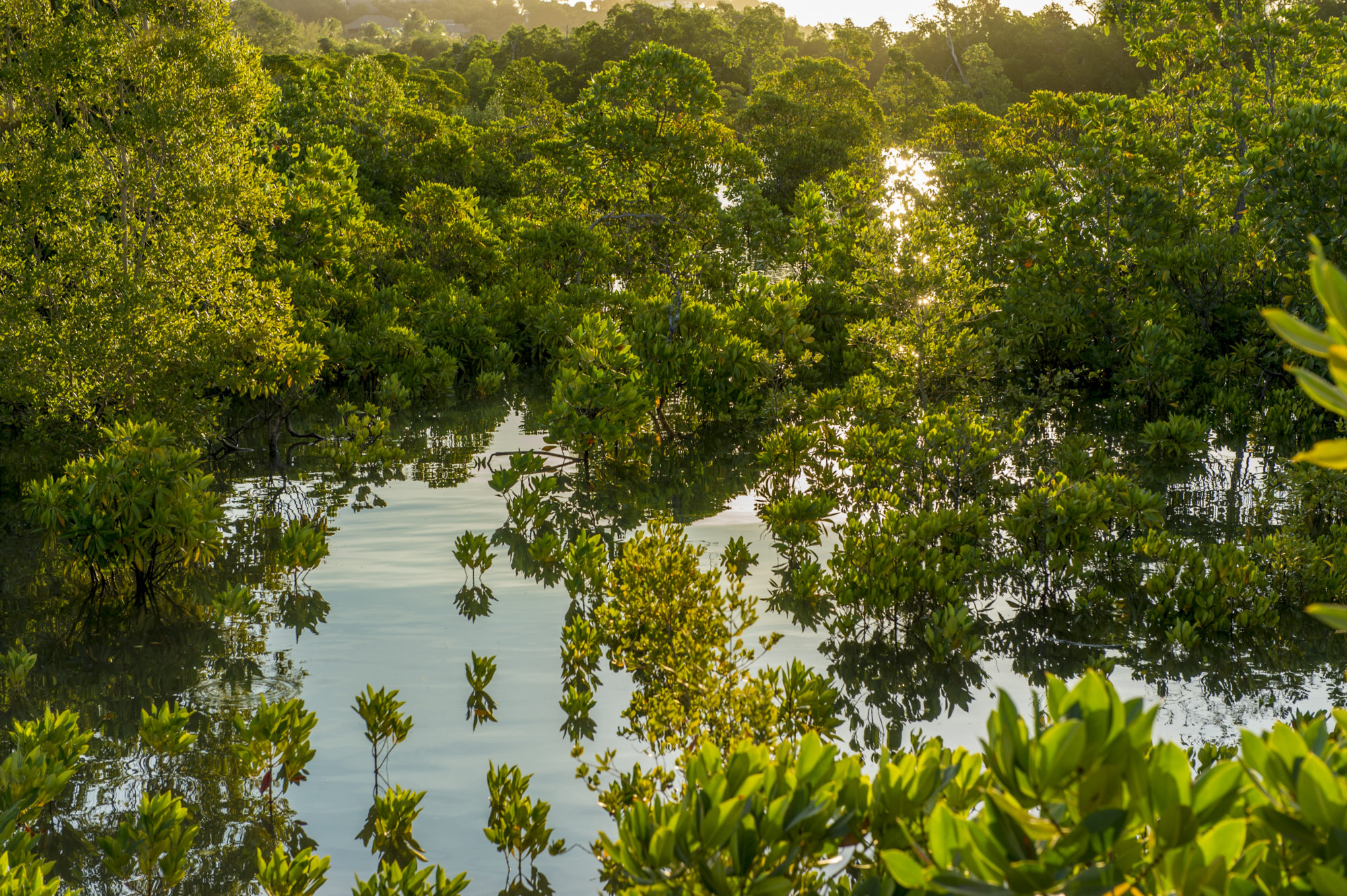 Foto di foresta di mangrovie al tramonto