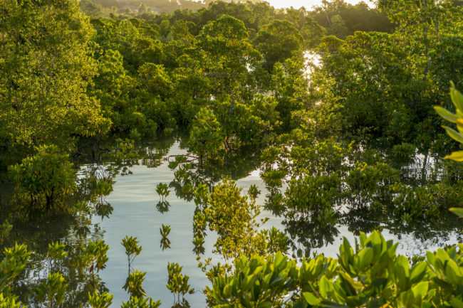 foresta di mangrovie al tramonto