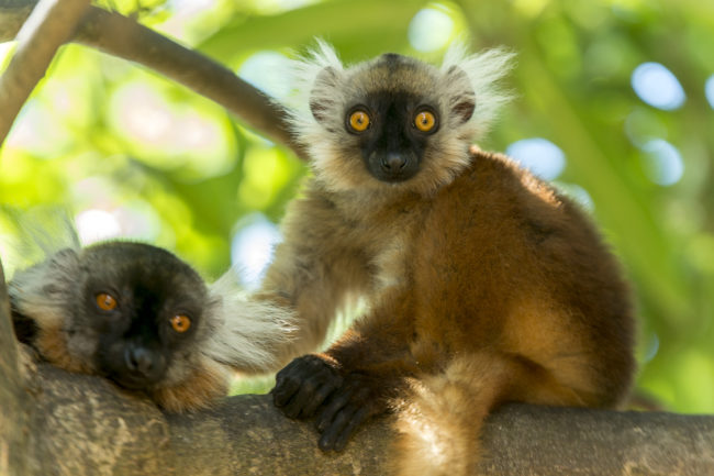 una coppia di lemuri nella foresta di nossy komba