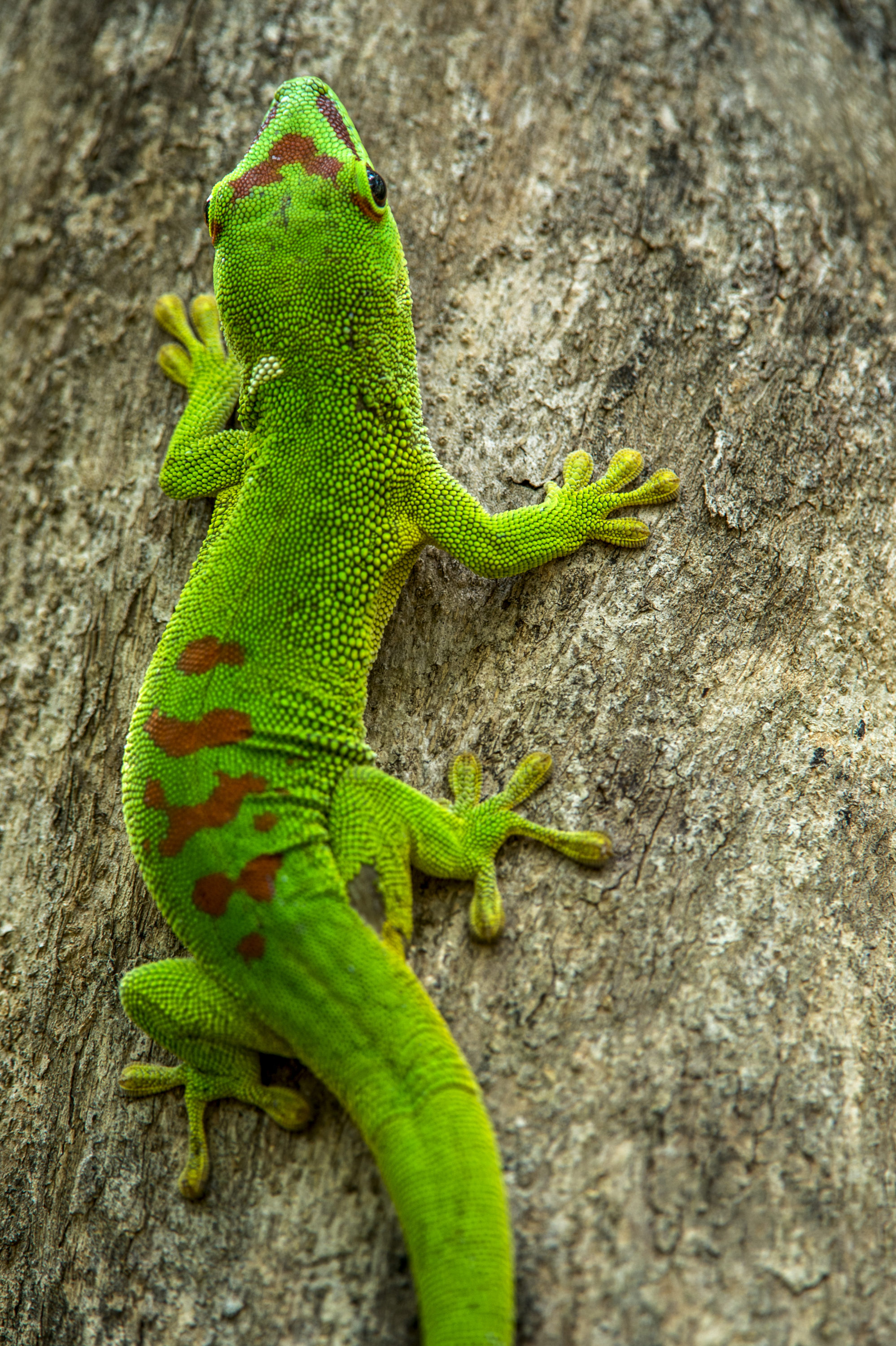 Foto di un coloratissimo geco malgascio