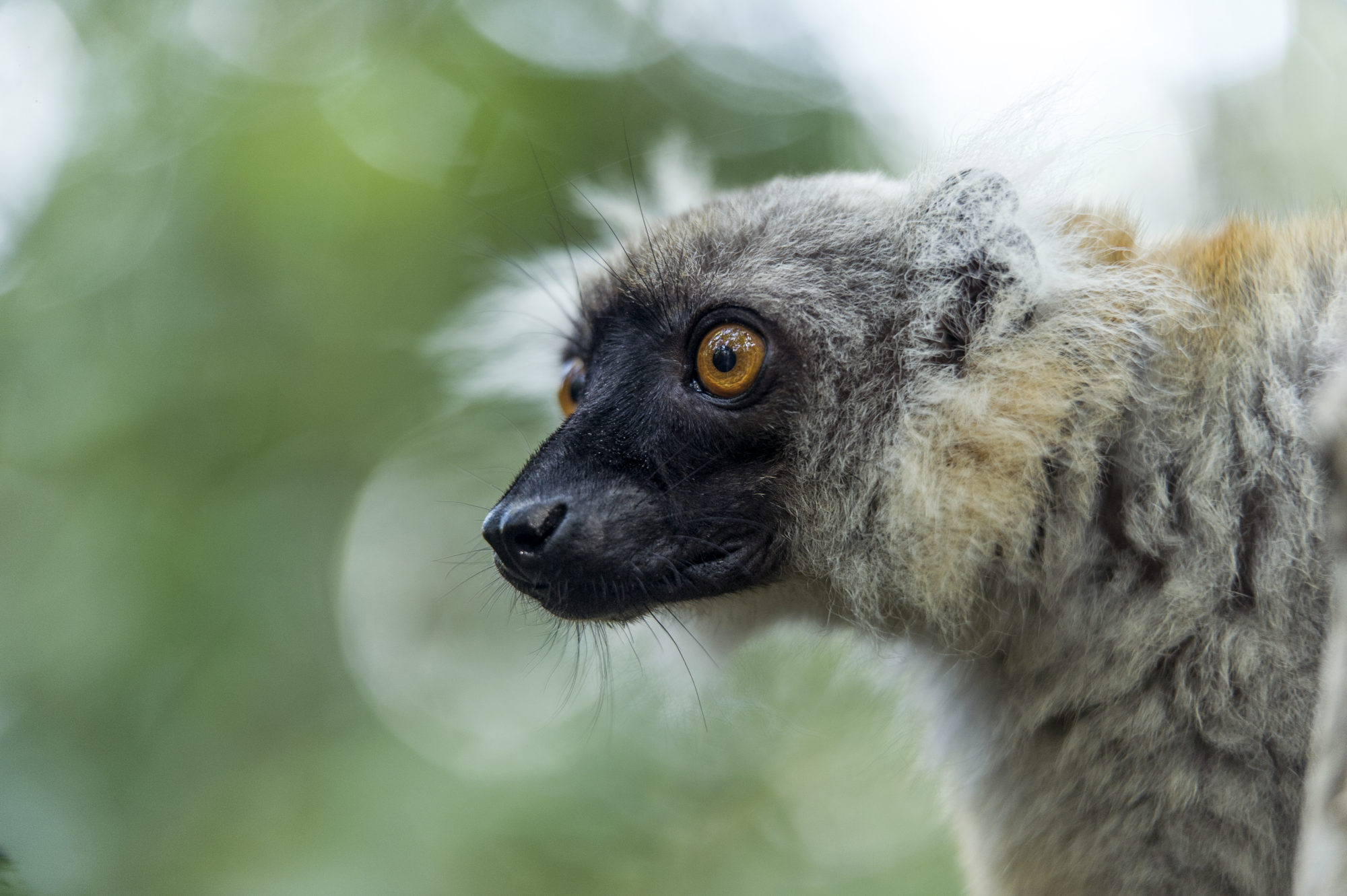 Foto di lemure