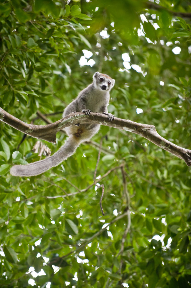 lemure su un albero