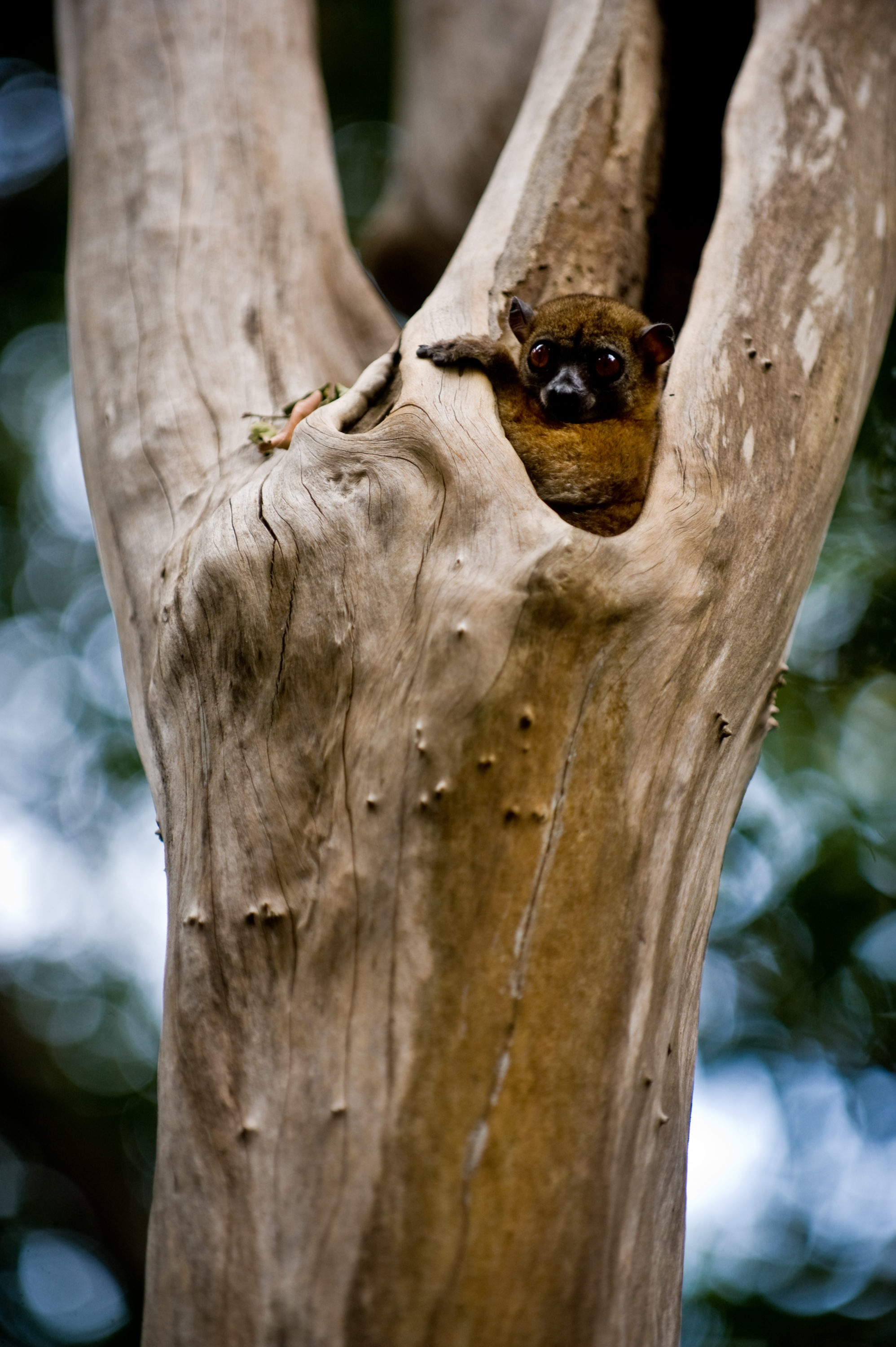 Foto di lemure dentro un tronco d’albero
