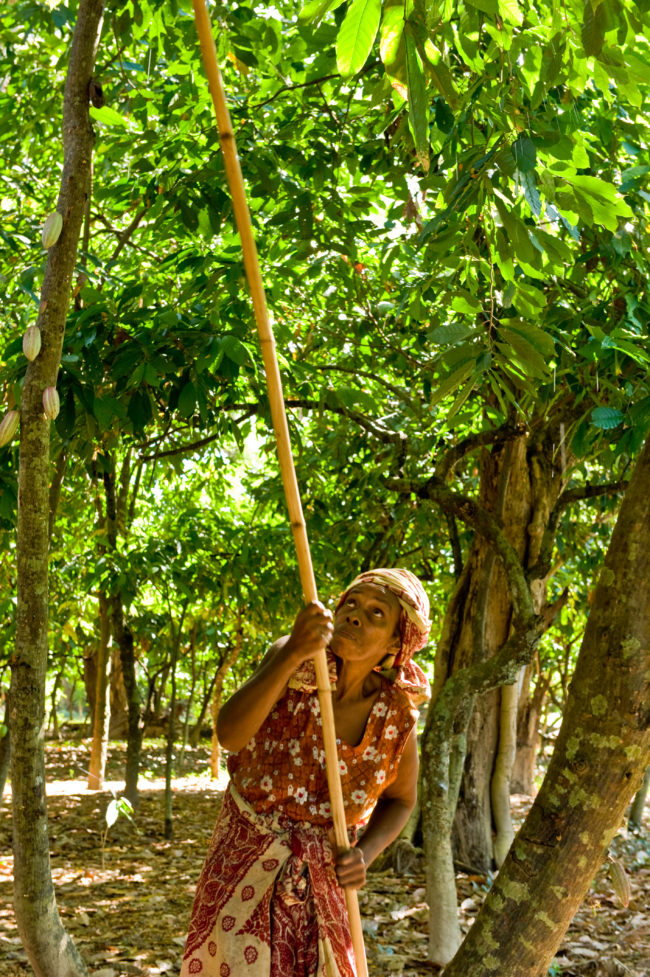 donna raccoglie delle fave di cacao in una piantagione
