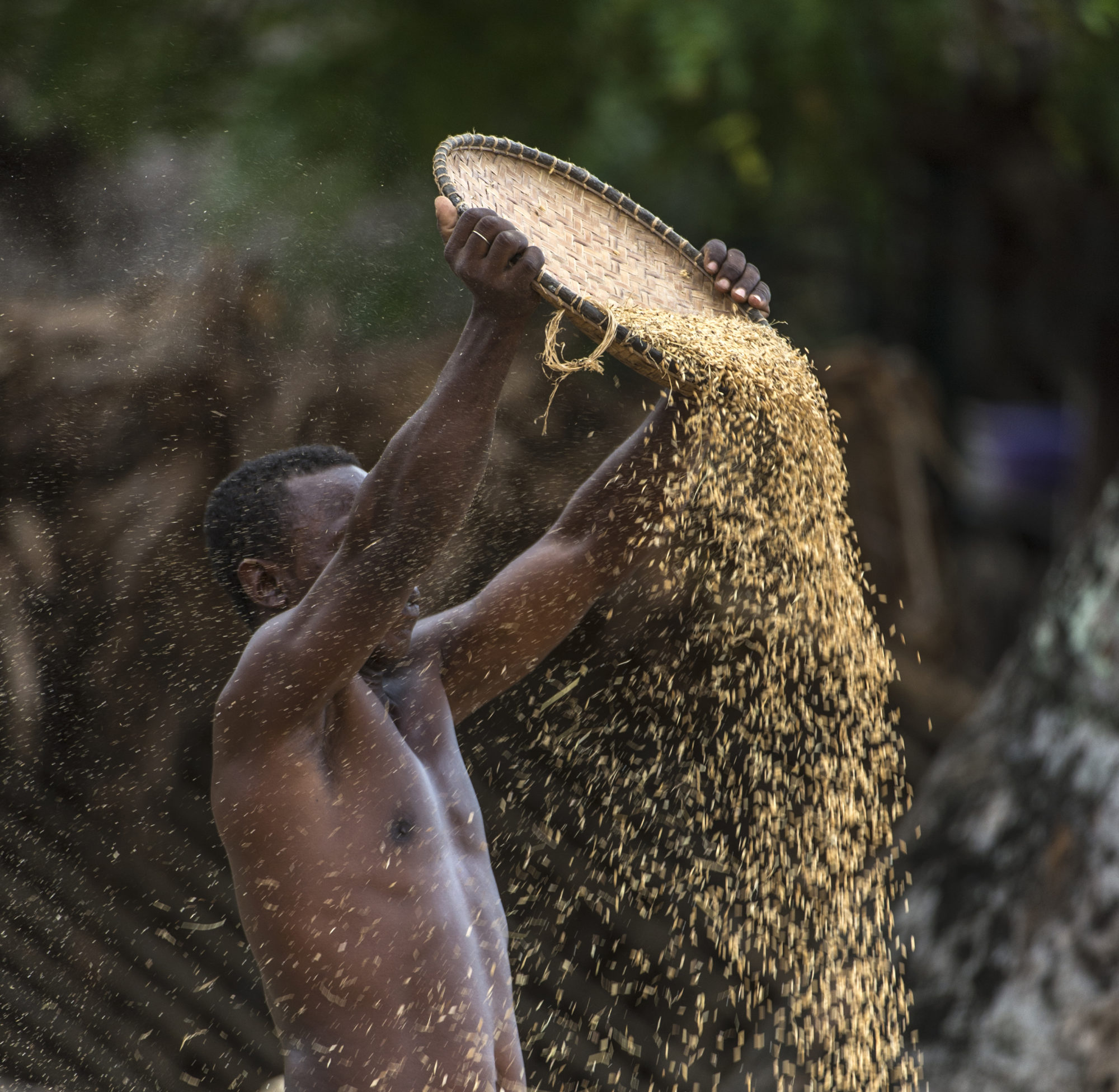 Foto di un uomo separa i semi di grano dalla pula