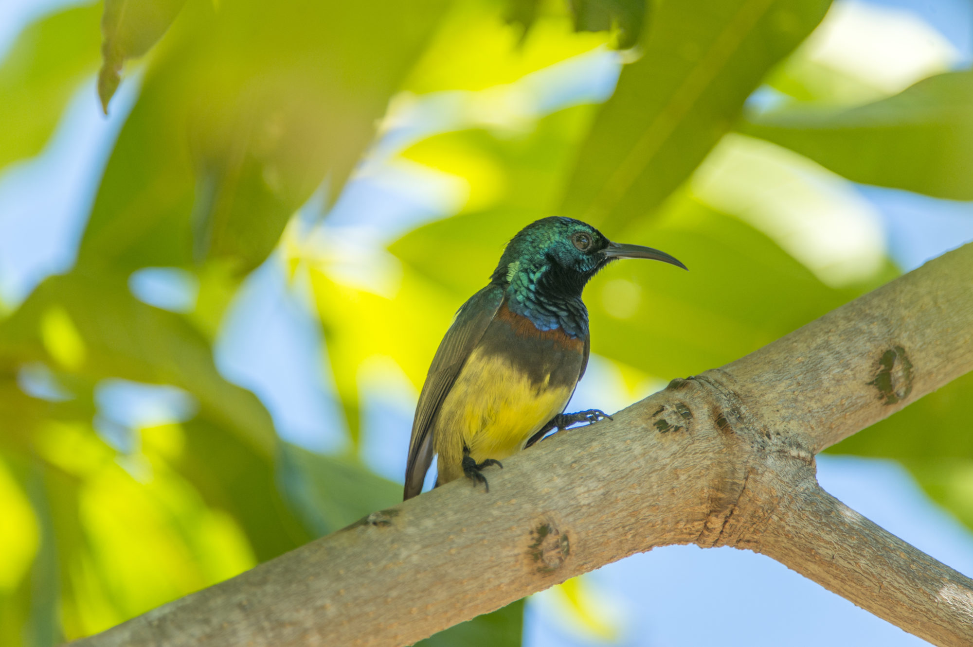 Foto di un colibrì posato su un ramo di mango