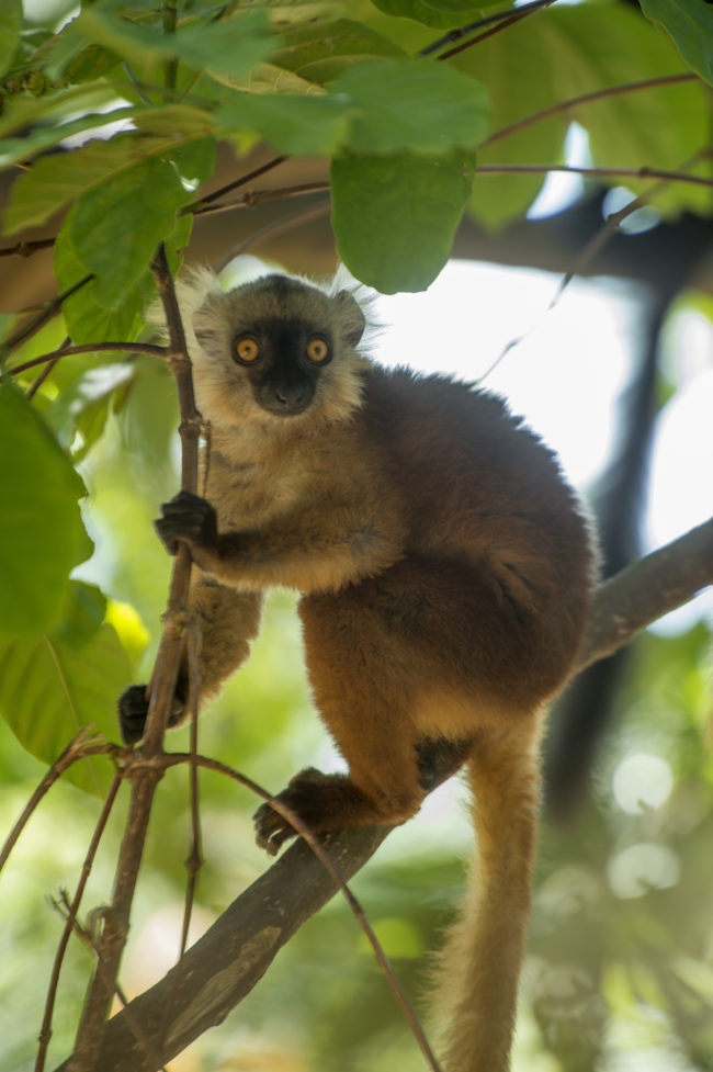 un lemure nella foresta di nossy komba