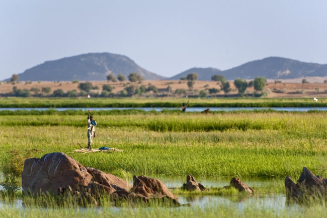 Ragazzo in una risaia sul fiume Niger