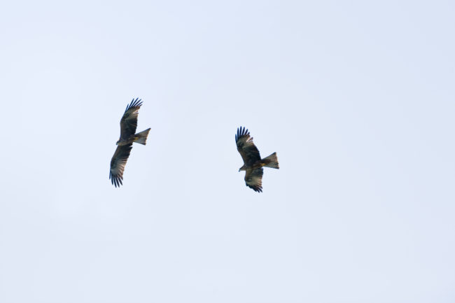 Uccelli in volo