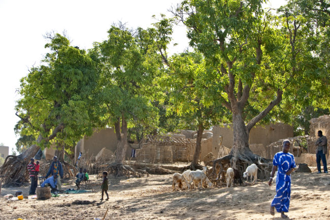 Villaggio sulle rive del fiume Niger