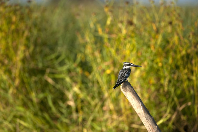 Uccello sulla riva del fiume Niger