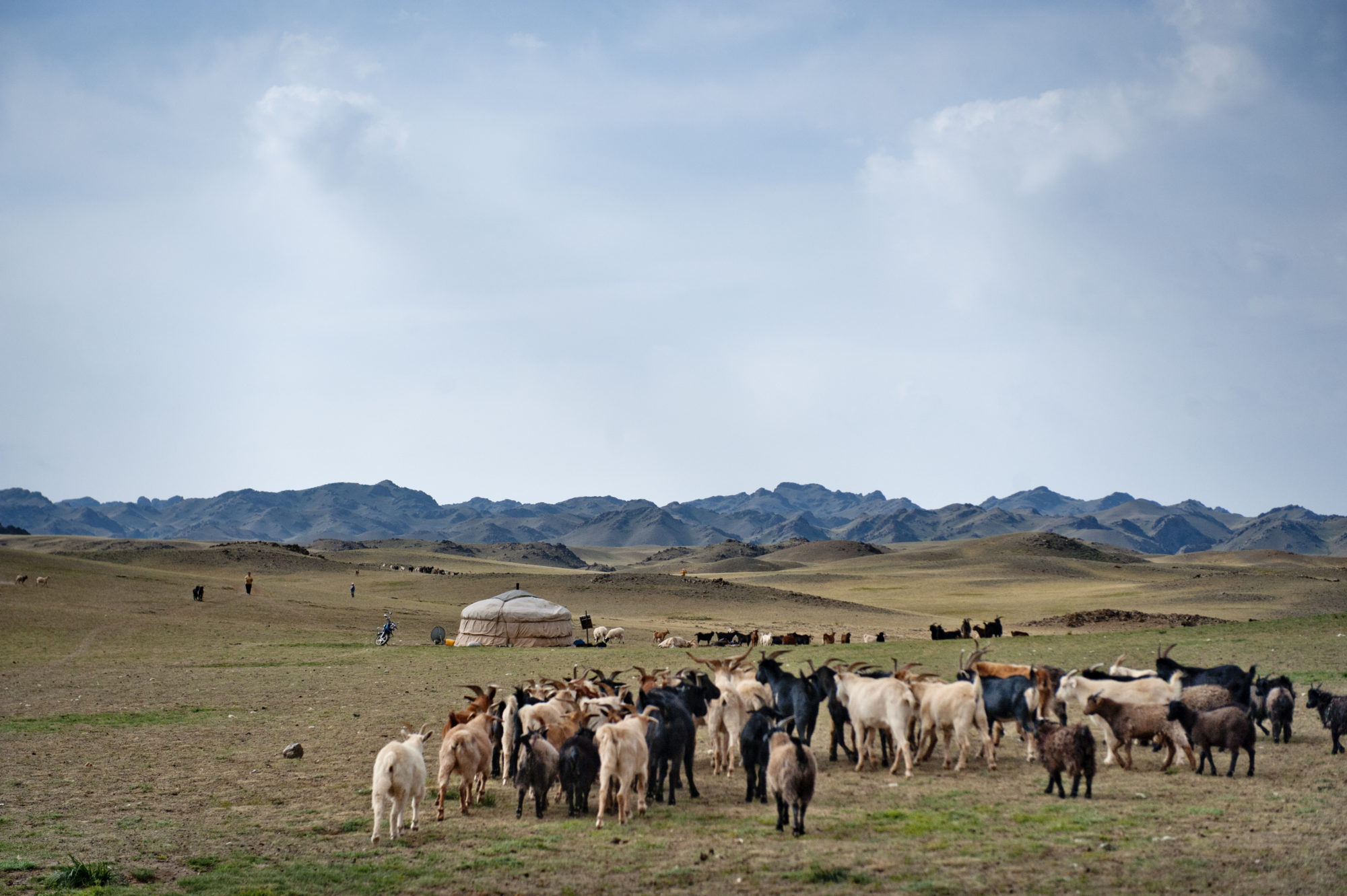 Foto di Paesaggio con mandria di capre