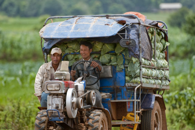 Uomini alla guida di un trattore trasportano cavoli in un campo