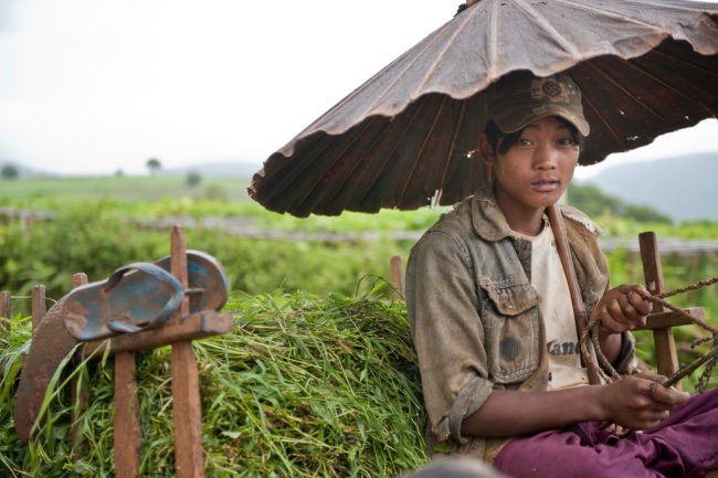 Un giovane agricoltore su un carro in Myanmar