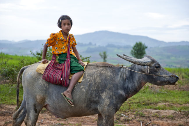 Una bambina a cavallo di un bufalo acquatico in Myanmar