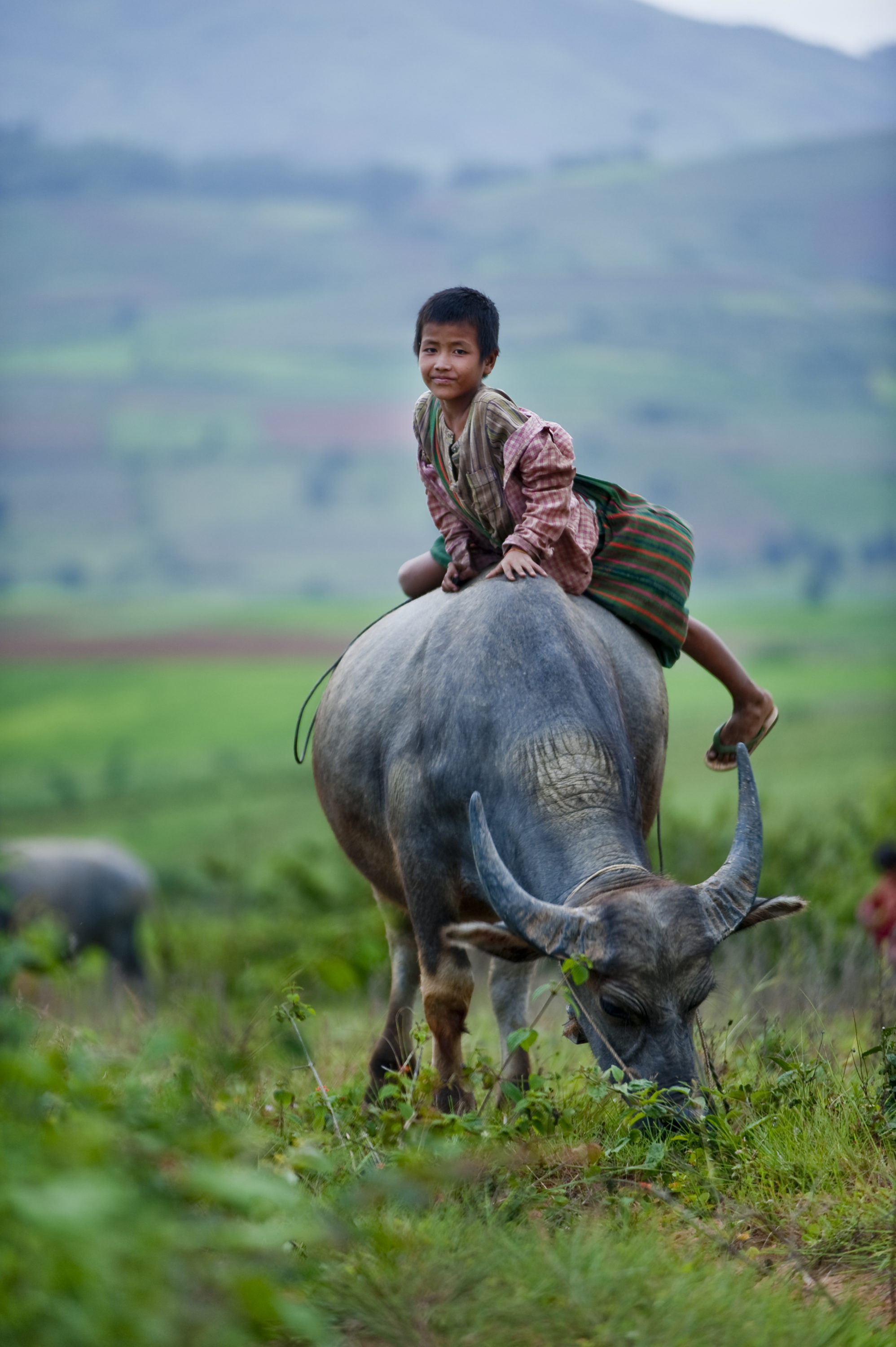 Foto di Un bambino che si arrampica sul dorso di un bufalo acquatico