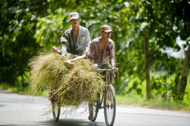 Giovani trasportano fieno in bicicletta su un strada i Myanmar
