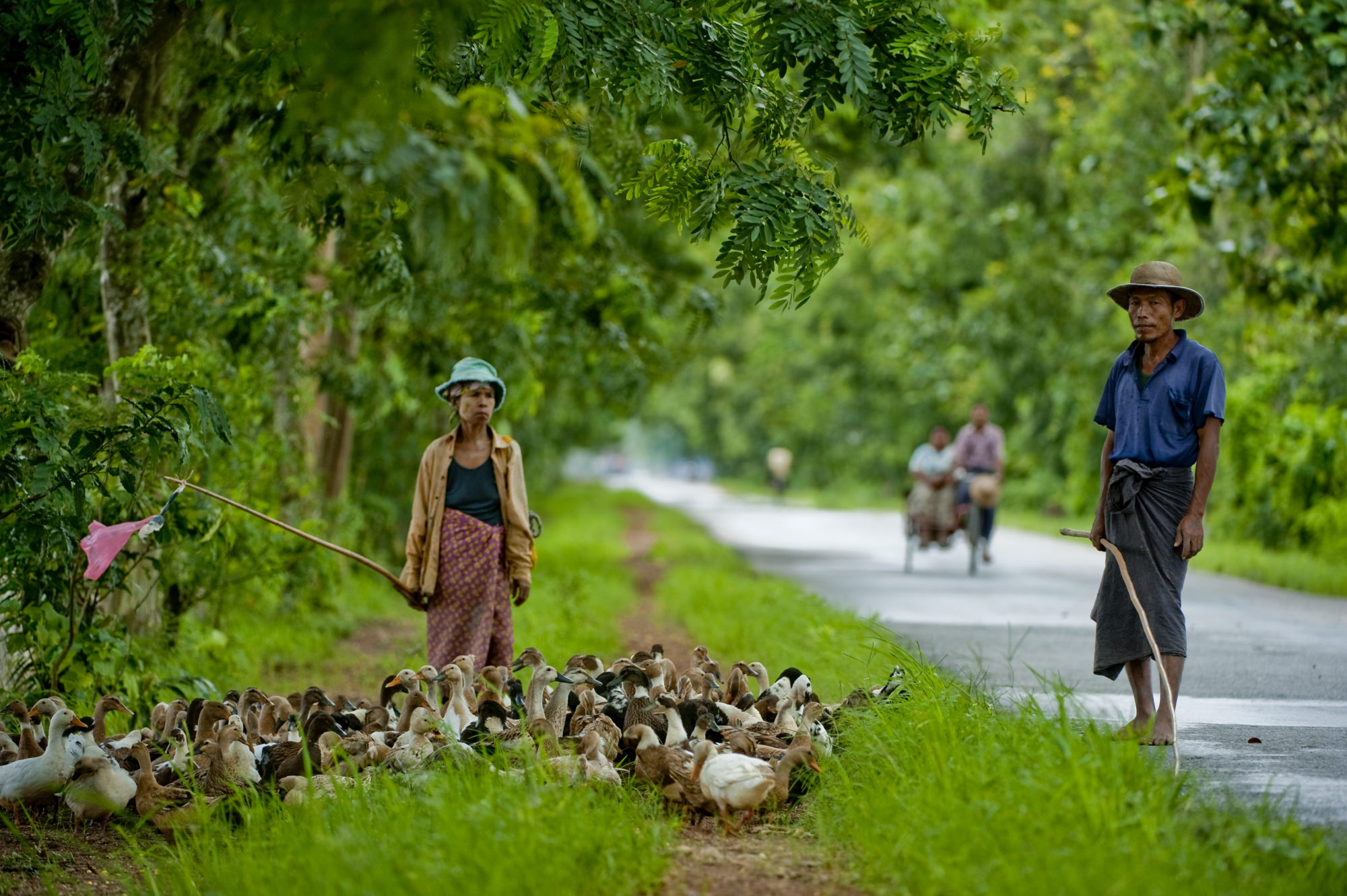 Foto di Un uomo e una donna portano in giro le loro oche in Myanmar
