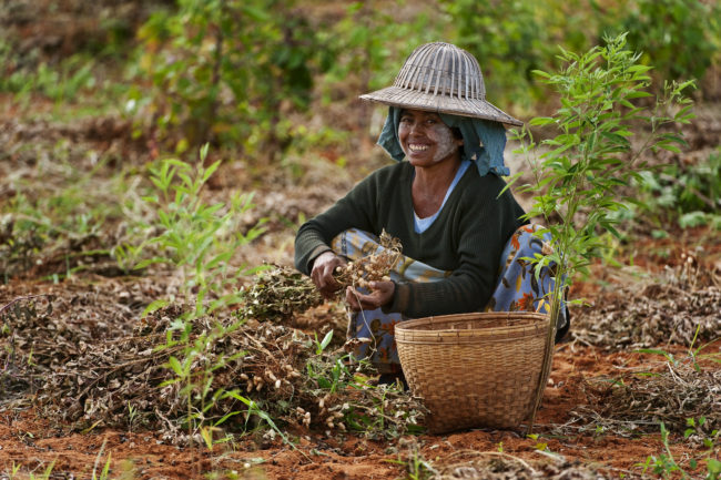 Raccoglitrice di arachidi al lavoro in un campo in Myanmar