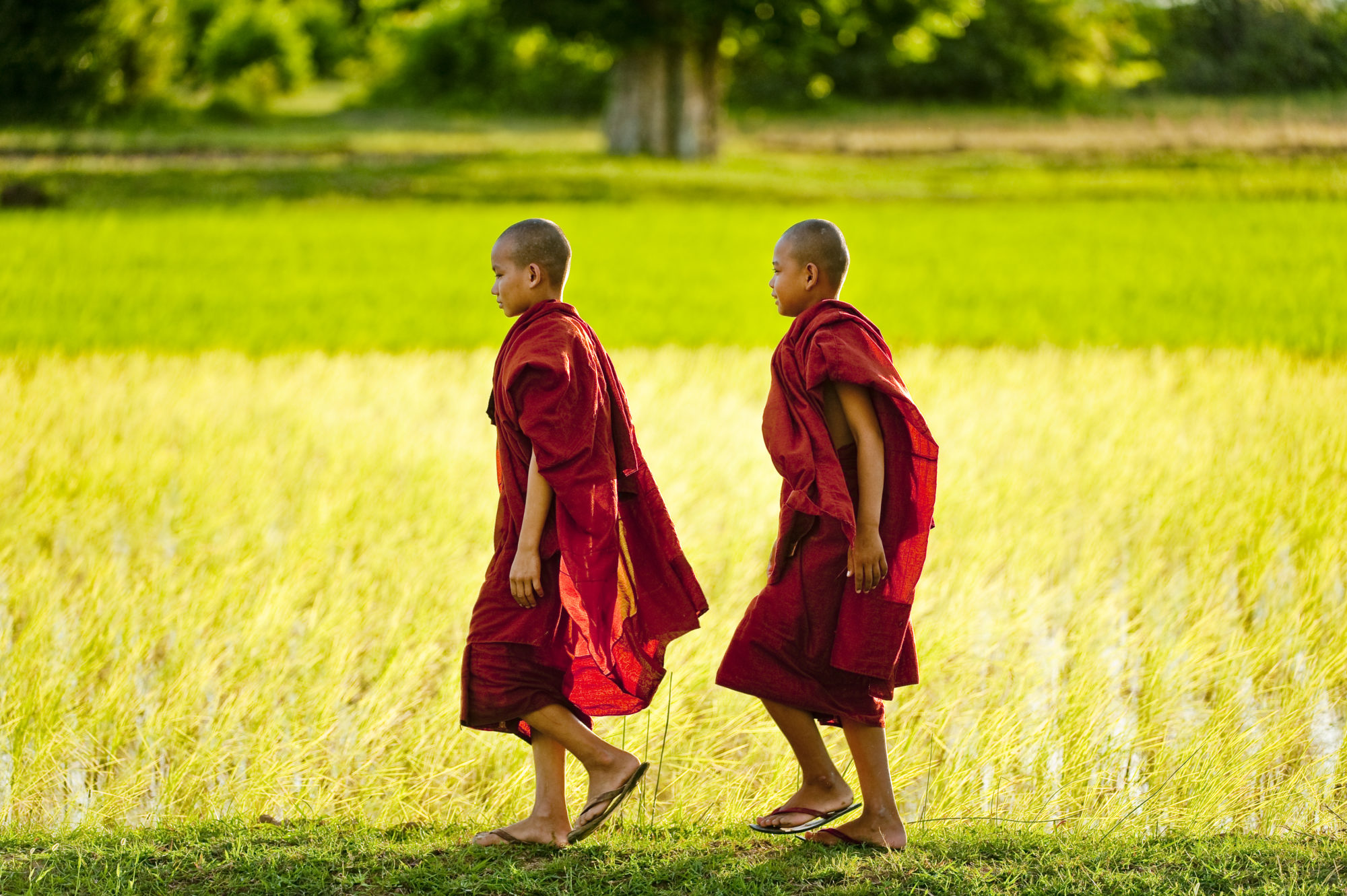Foto di Giovani monaci buddisti