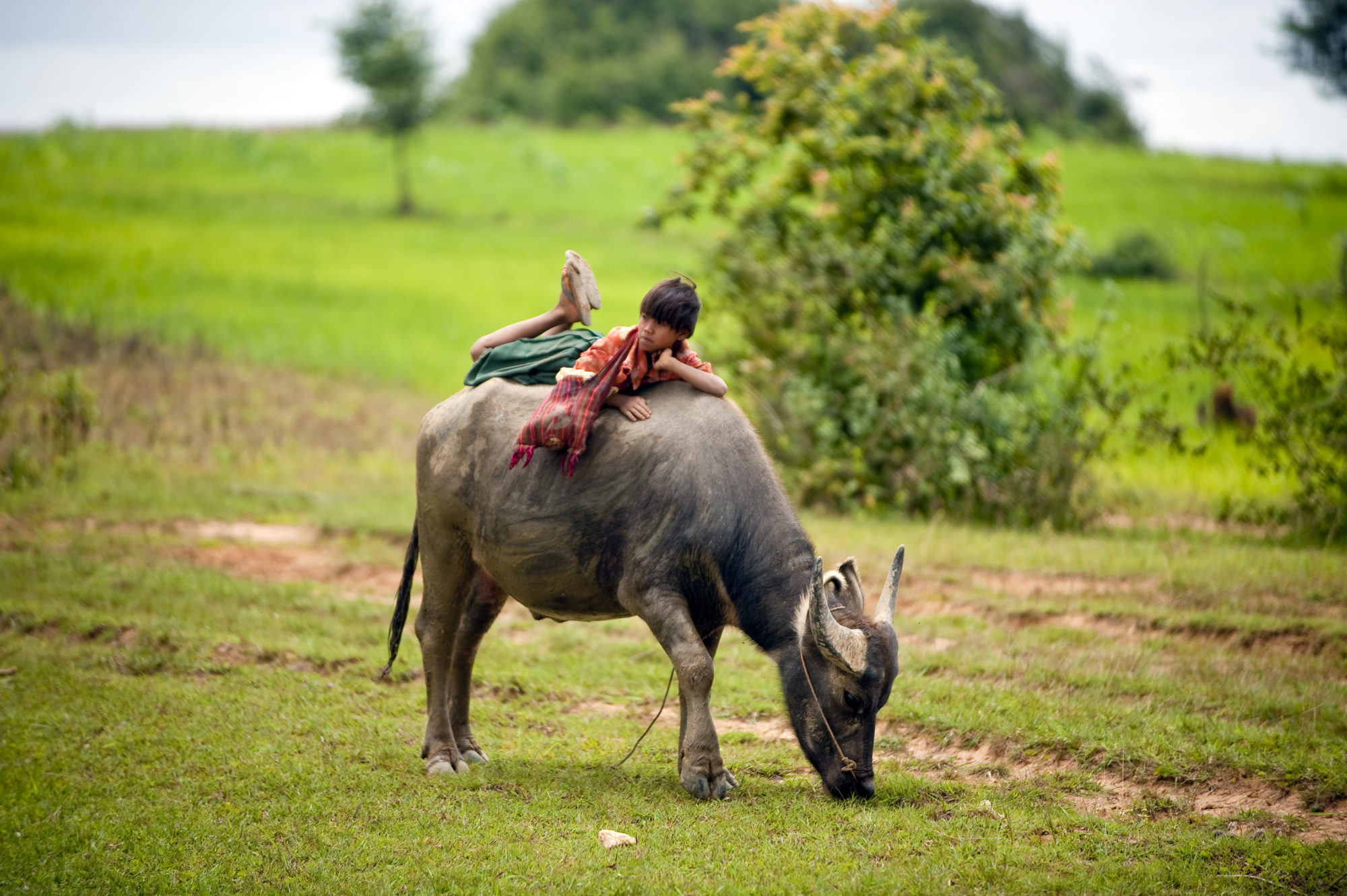 Foto di Ragazzina riposa sul dorso del suo bufalo acquatico in Myanmar
