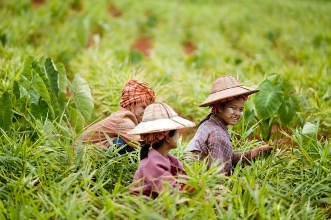 Donne al lavoro nei campi in Myanmar