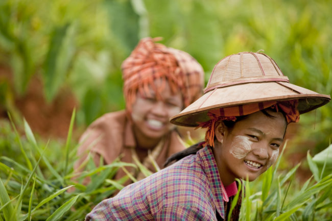 Donne al lavoro nei campi in Myanmar