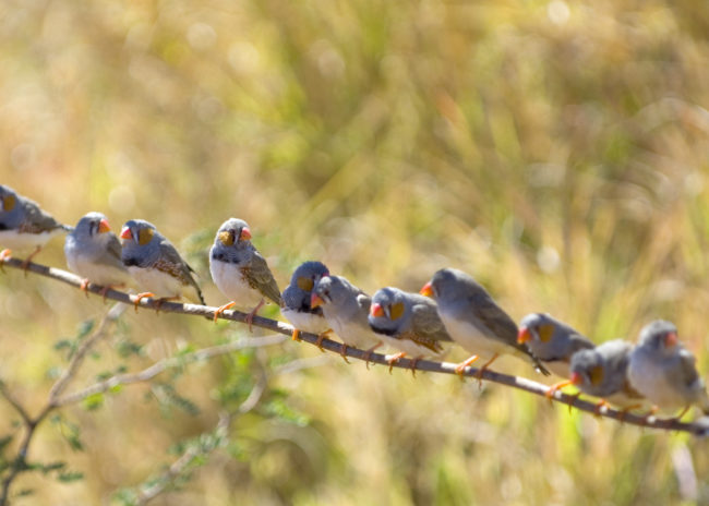Uccelli appollaiati su un ramo nell'outback australiano