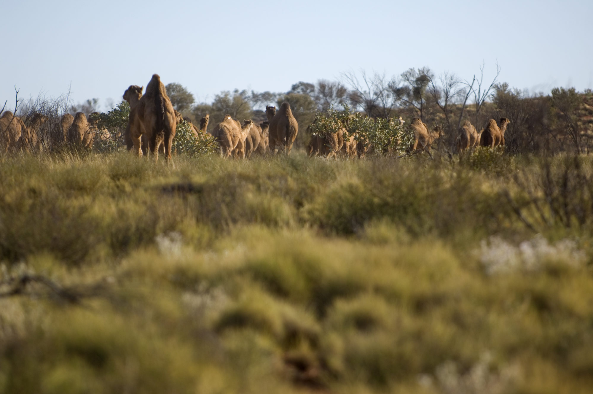 Foto di Dromedari nel bush australiano
