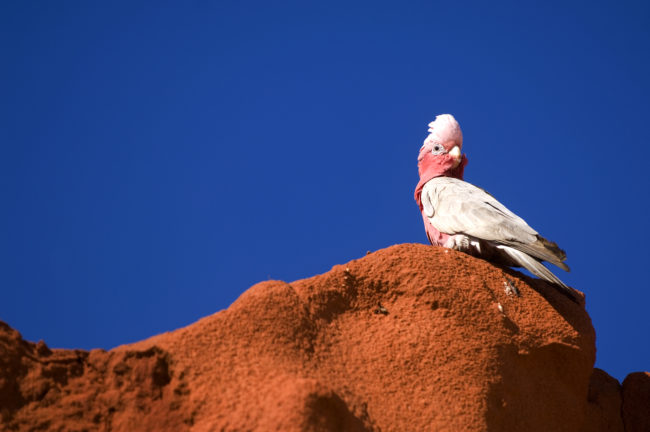 Pappagallo Australiano (cacatua rosato)