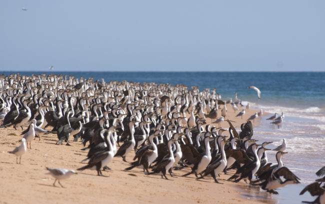 Colonia di cormorani in riva al mare