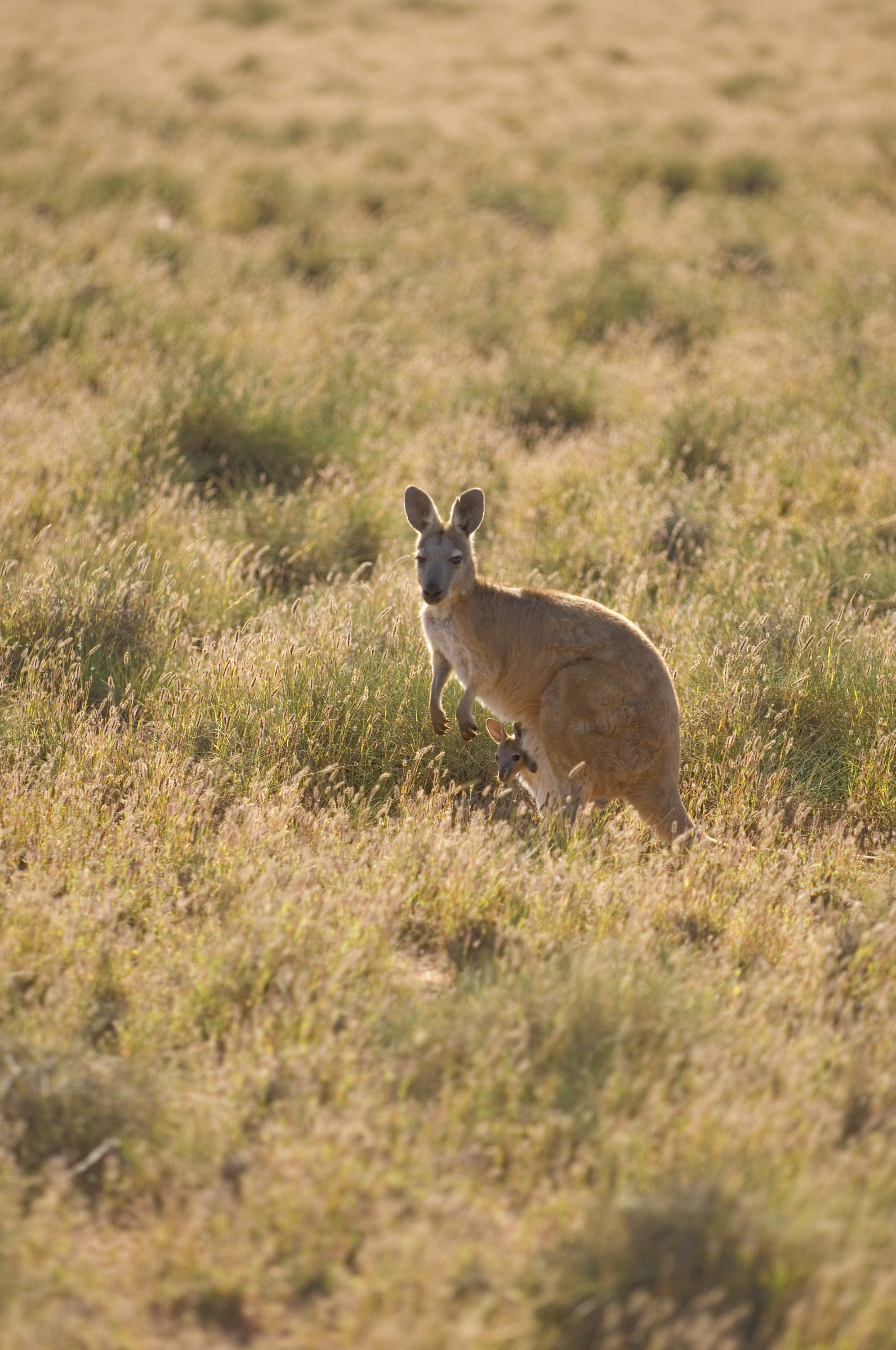 Foto di canguro con cucciolo nel marsupio