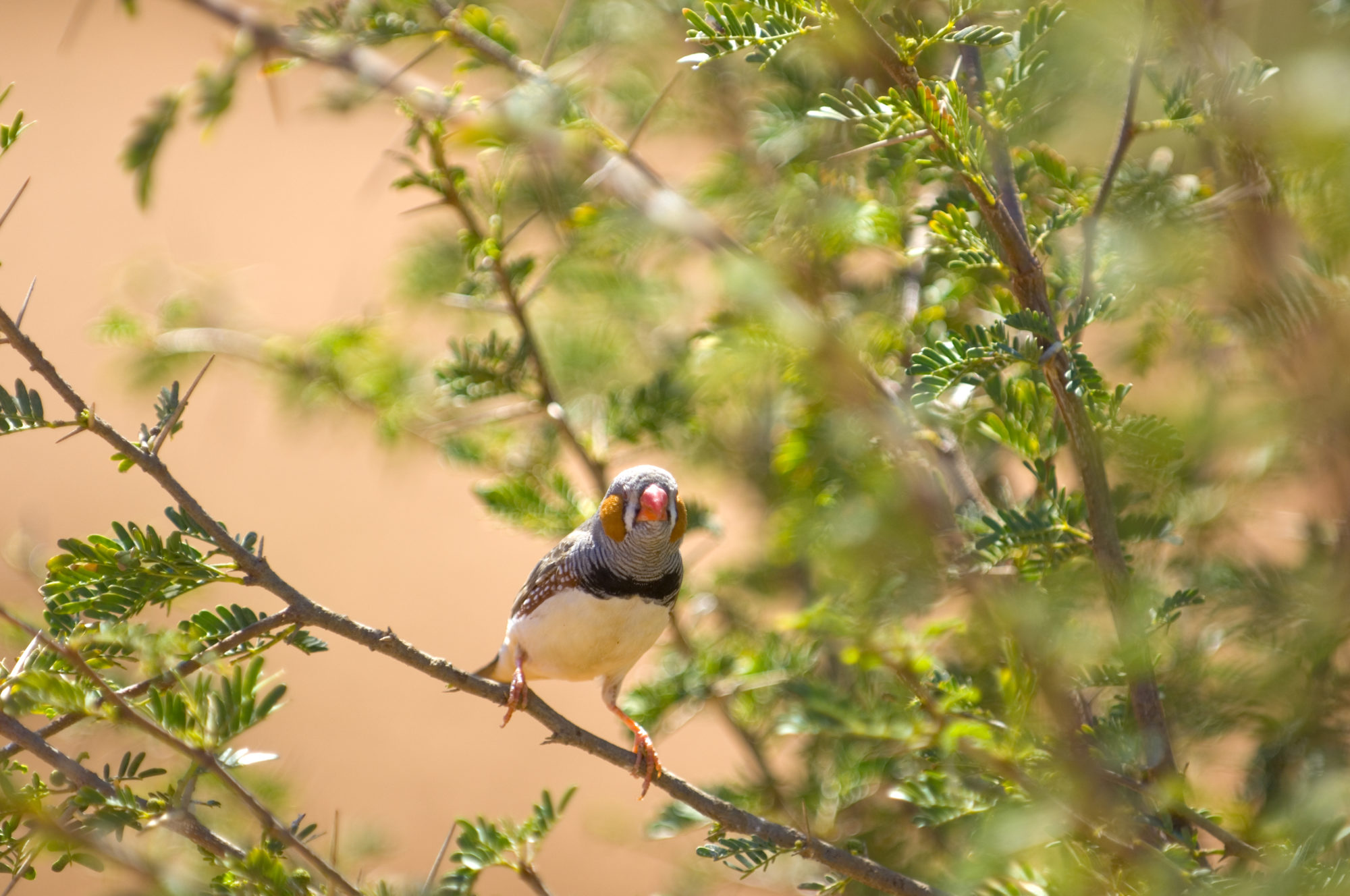 Foto di Uccello appollaiato su un ramo nell’outback australiano