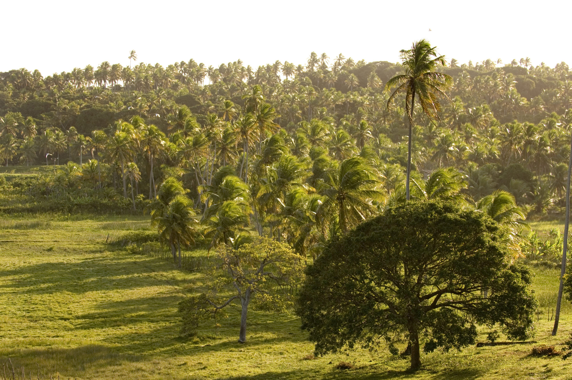 Foto di piantagione di palme da cocco in brasile